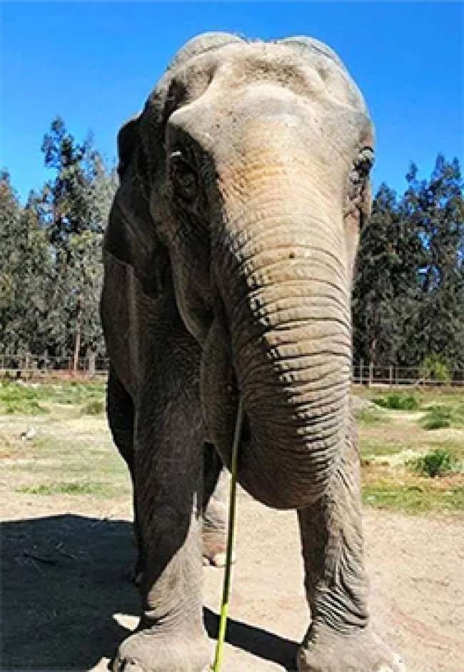 Viracopos realiza operação especial para receber elefanta