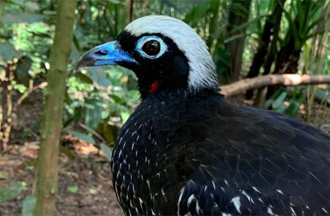 Gollog transporta aves ameaçadas de extinção para reintrodução na natureza