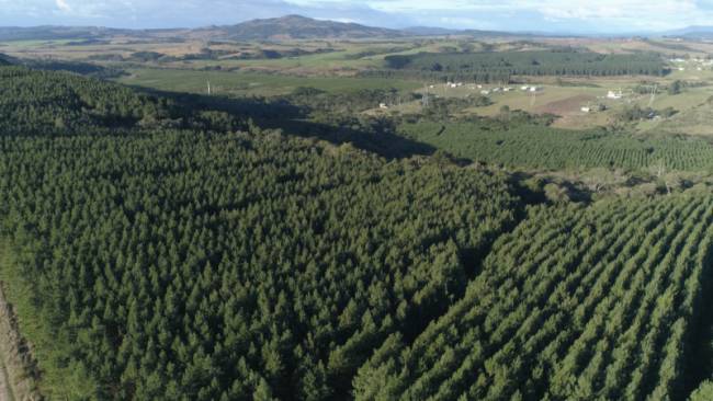 Imagem aérea da plantação de árvores para reflorestamento do projeto Green Carbon da NDD Tech