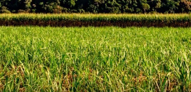 Copersucar amplia uso de biometano e registra avanços na descarbonização na Safra 25/26