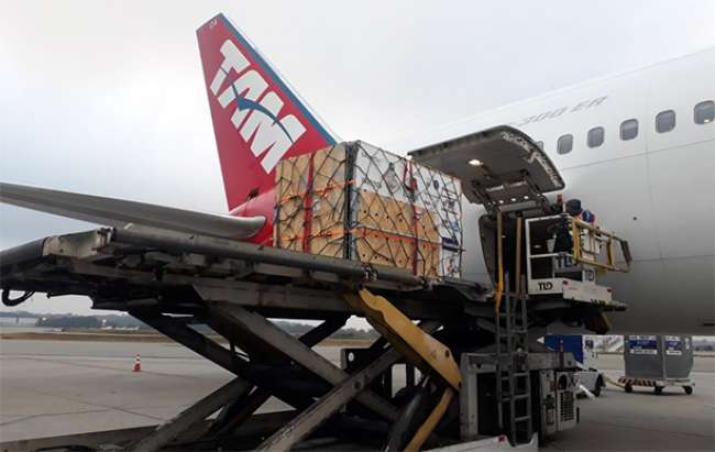 Latam Cargo transporta ursos-pardos de Fortaleza para São Paulo