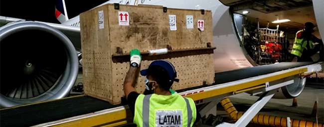 Latam Cargo transporta exemplar do maior felino das Américas